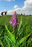 marsh orchid